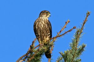 Merlin